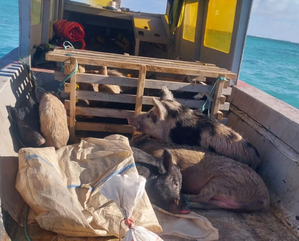 tonga invasive species battlers