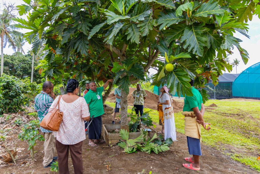 breadfruit workshop tonga